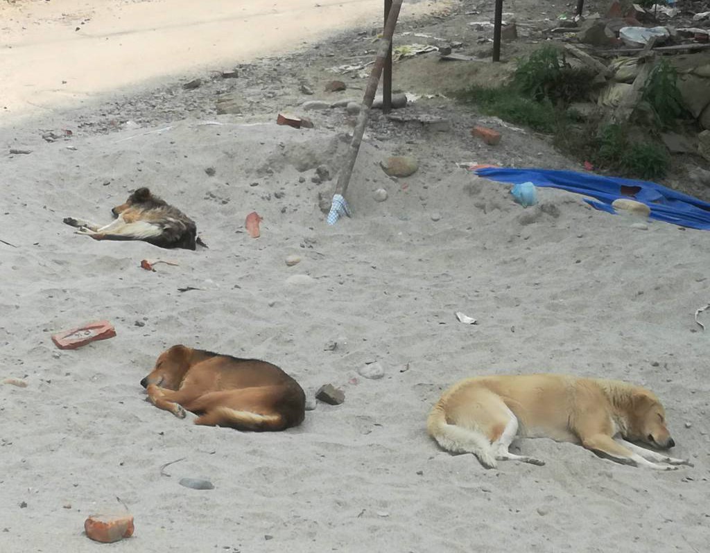 ネパールのいま フィジカルディスタンス昼寝 シャプラニール 市民による海外協力の会